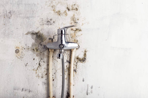 Best Mold Remediation for Specific Building Types in Suamico, WI