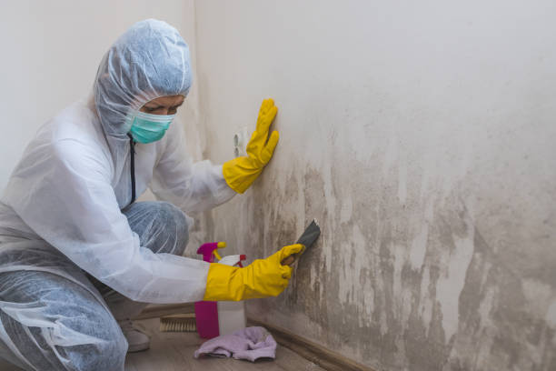 Best Insurance-Related Mold Remediation in Suamico, WI