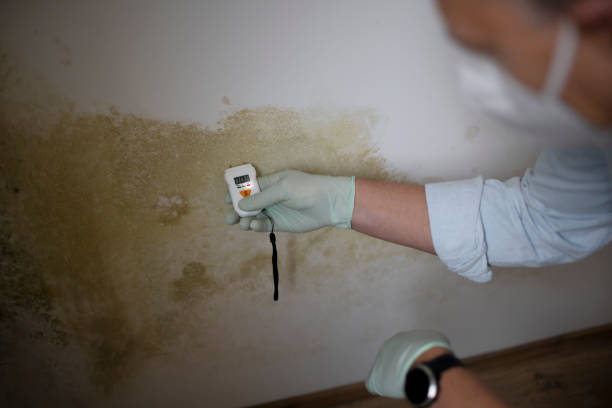 Best Residential Mold Remediation in Suamico, WI