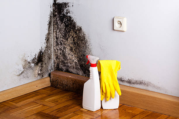 Best Kitchen Mold Remediation in Suamico, WI