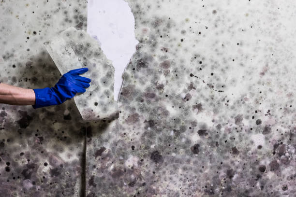 Best Post-Flood Mold Remediation in Suamico, WI