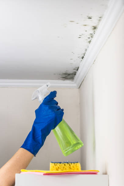 Best Bathroom Mold Remediation in Suamico, WI